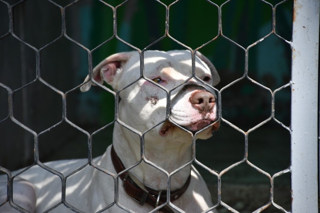 perro3