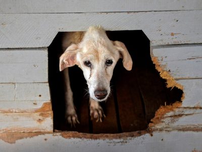 Cuba: aprueban una ley de protección animal que permite los sacrificios religiosos