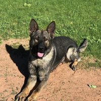 Perro policía está bajo investigación... por dar mordidas