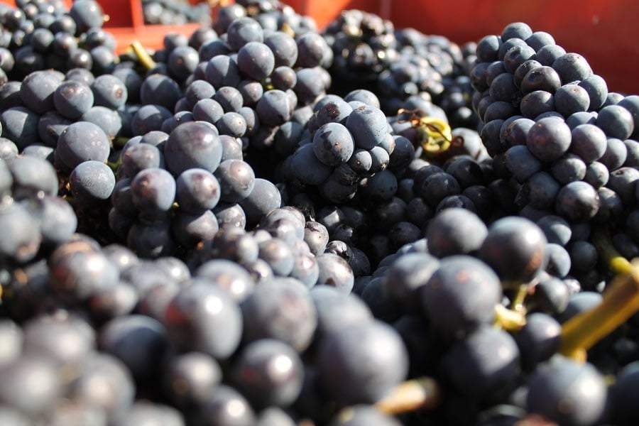 Cosecha en Bodegas de Patagonia. Fuente: (Facebook)