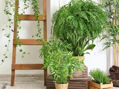 No tirés las cáscaras de papa: así podés usarlas como abono para tus plantas y sin gastar nada