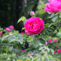 Sin fertilizantes caros: el truco para mantener tus rosas sanas y hermosas durante todo el verano