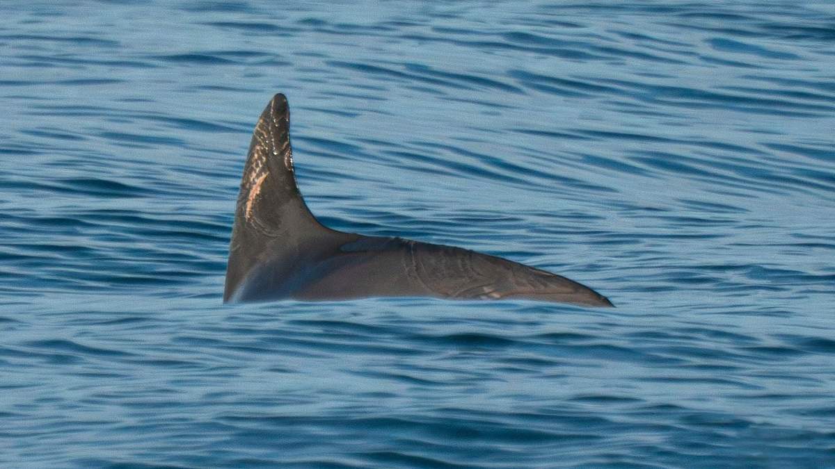 Una vaquita marina nada en el Golfo de California