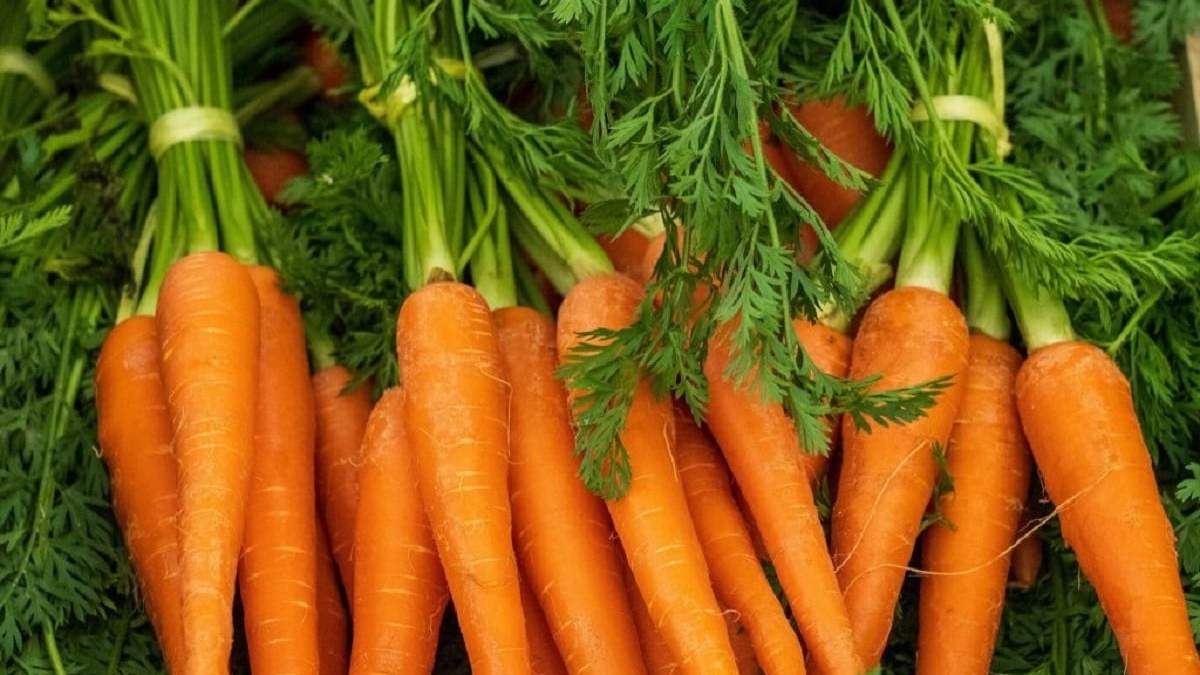 Recetas con zanahoria. Fuente: (Antojo en tu cocina)