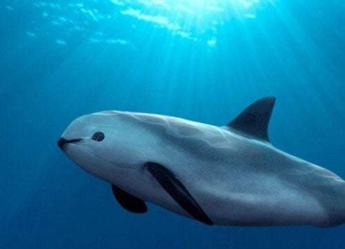 Protección de la vaquita marina. Un informe alentador