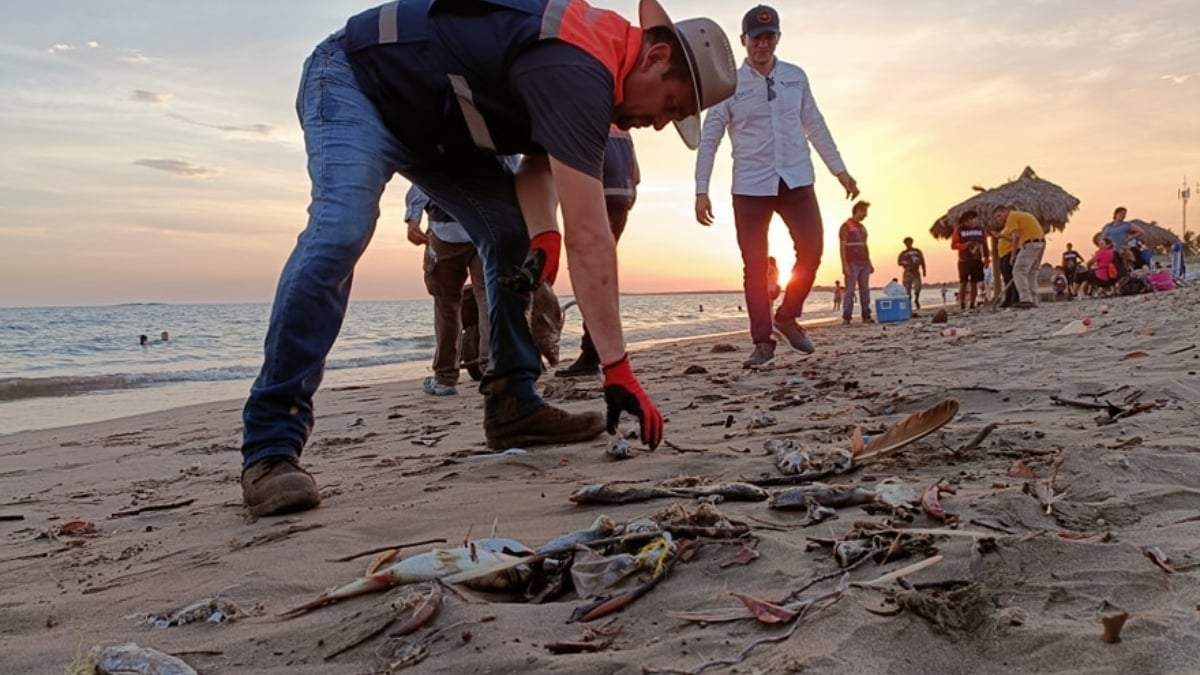Recolección de peces muertos en El Maviri, Sinaloa