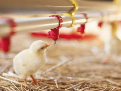 Laboratorio que creó la oveja Dolly crea pollos resistentes a la gripe aviar a través de modificació