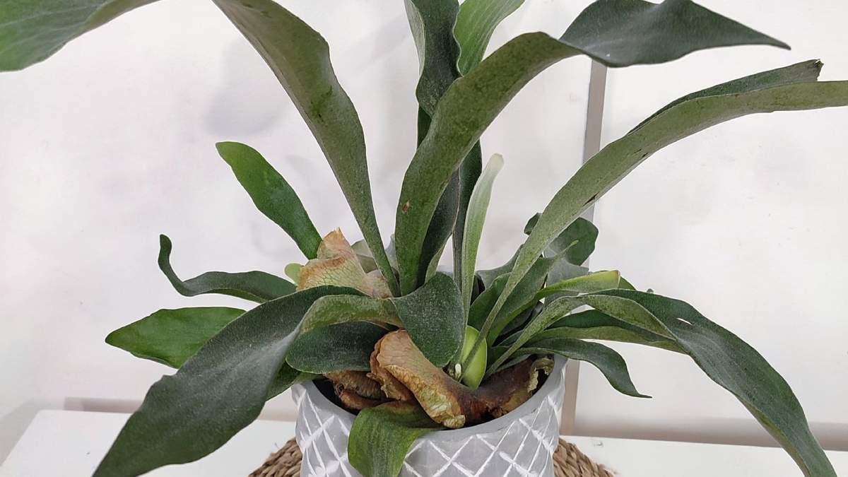Planta. Fuente: (Instagram)
