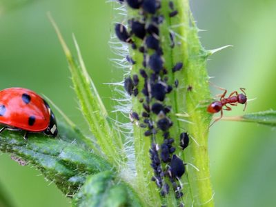 No más hormigas ni pulgones en tus plantas: el truco de los jardineros para combatir las plagas sin gastar un peso