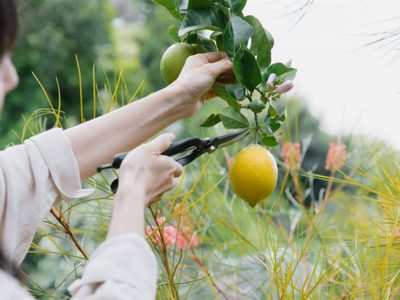Cómo organizar el jardín y el huerto para que traigan armonía y bienestar