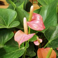La planta de hermosas flores que acapara la atención y es muy resistente al invierno