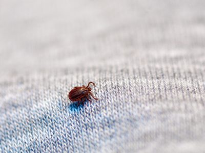 Arruinan los muebles y contraen enfermedades: eliminá así de fácil los insectos que causan estragos en otoño