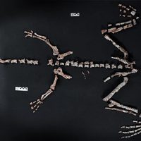 La Rioja: encontraron uno de los dinosaurios más antiguos del mundo