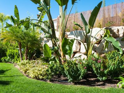 La hermosa planta exótica que pocos conocen y es perfecta para decorar tu casa o jardín en primavera