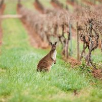 Australia, tierra de vinos blancos y espumantes únicos