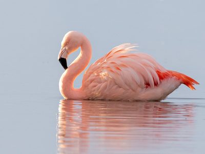 Curiosidades sobre el flamenco austral: el ave con el color de plumaje más bonito que esconde un canto especial