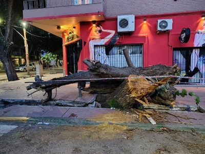 Malestar: un árbol cayó sobre un vehículo y rompió la vereda en Ciudad