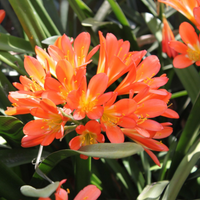 La flor más hermosa y resistente: el truco para reproducir las clivias y que tu jardín se llene de color