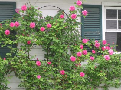 Conocé este increíble tipo de rosal que no tiene espinas, explota de flores y es una planta trepadora