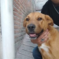 Caso Camila: Rescatan a otro perro de Ana Rosa, la mujer linchada en Taxco