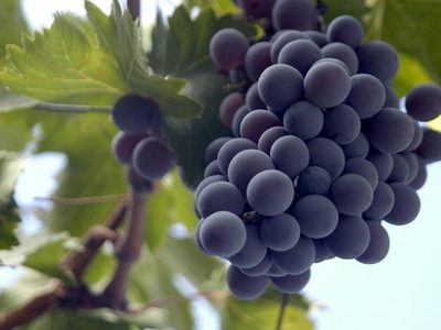 El secreto de los jardineros: la forma más fácil de reproducir la planta de Parra usando solo una botella de plástico