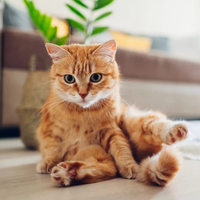 Buenos compañeros: por qué ronronean los gatos cuando estamos cerca
