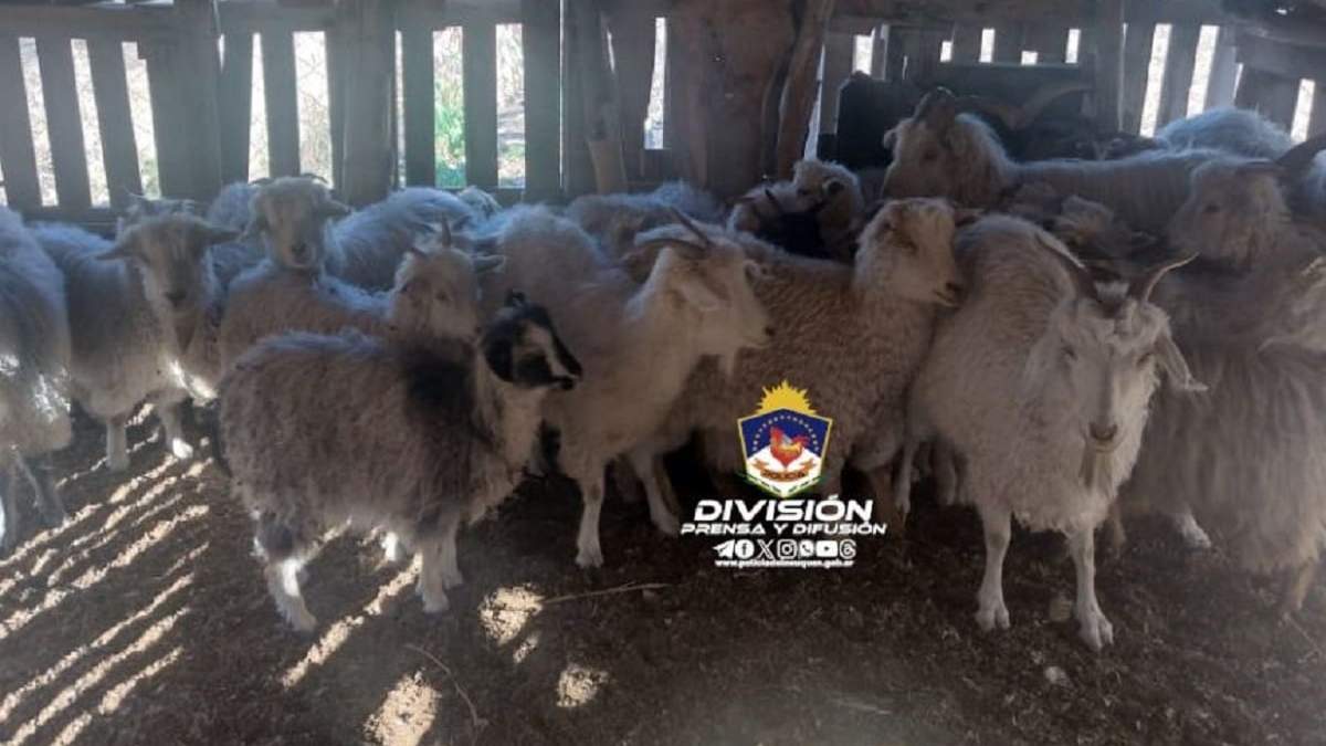 Los animales son propiedad de una mujer domiciliada en un puesto del paraje Covunco Abajo. Fuente: (Policía de Neuquén)