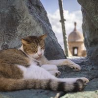 Gobierno de EU suspende plan para retirar gatos callejeros de sitio histórico de Puerto Rico