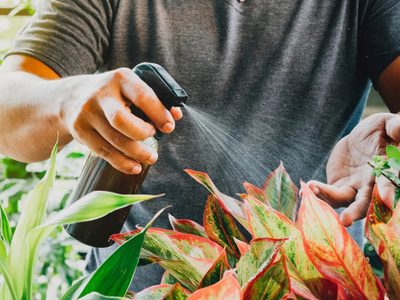 Con 1 ingrediente que tenés en la heladera, prepará este potente fertilizante para tus plantas