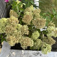 Si tus hortensias están feas y secas, esto es lo que tenés que hacer para que exploten de flores en primavera