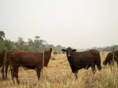 Del bosque al volante: cómo el cuero italiano de lujo proviene de tierras arrasadas en Paraguay