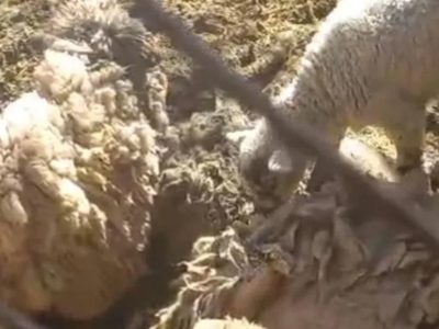 Más de 30 corderos muertos por el ataque de una jauría de perros