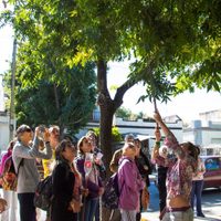 Árboles frutales en las calles: una nueva forma de oxigenar la ciudad