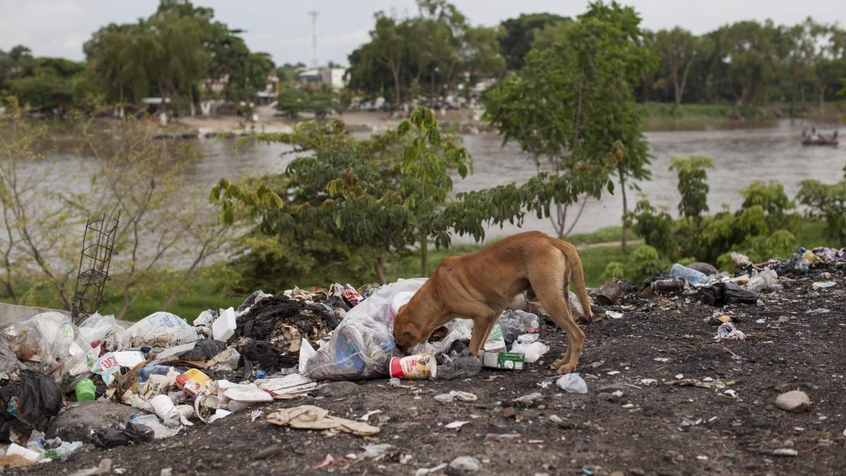 Animales en abandono