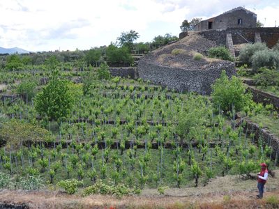 Los vinos de Sicilia: una alternativa para recorrer la isla italiana