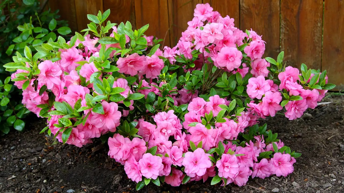Plantas. Fuente: (Cuerpomente)