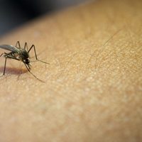Detectaron cinco casos de dengue autóctono en la Ciudad de Buenos Aires