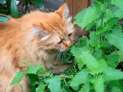 La planta que podés cultivar en tu jardín y que volverá loco de felicidad a tu gato