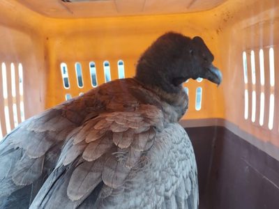 Rescataron a un cóndor andino en Valle Grande y ya es el segundo en una semana