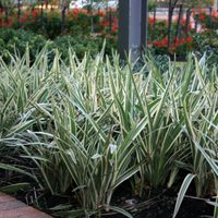La planta que se cuida sola, crece en lugares difíciles y es perfecta para darle un toque elegante a tu jardín