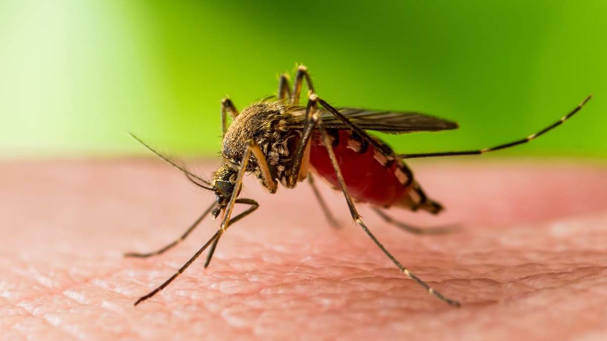 Aedes aegypti, mosquito responsable del dengue, del zika y de la fiebre amarilla. Fuente: (Twitter)