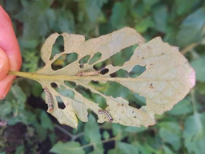 Por qué las hojas de mis plantas aparecen con agujeros y cómo solucionarlo