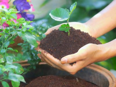 Menos es más: esto que estás haciendo con tus plantas puede ser la causa por la que no crecen como esperás