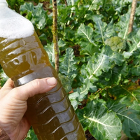 El poderoso preparado casero con 2 ingredientes para que tus plantas se llenen de flores en esta primavera
