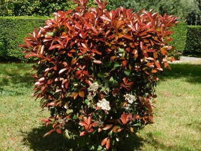 La planta de rápido crecimiento, ideal para poner como cerco, y que llena tu jardín de hermosas flores