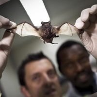 Unas 400 mil personas al año se contagian de distintos coronavirus provenientes de murciélagos
