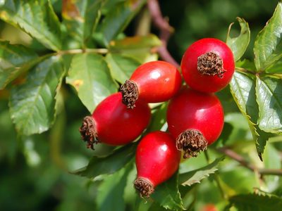 Para disfrutar: cuáles son los cinco frutos más ricos de Neuquén