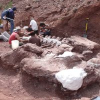 Restos fósiles del dinosaurio encontrado en Neuquén: confían en encontrar más huesos