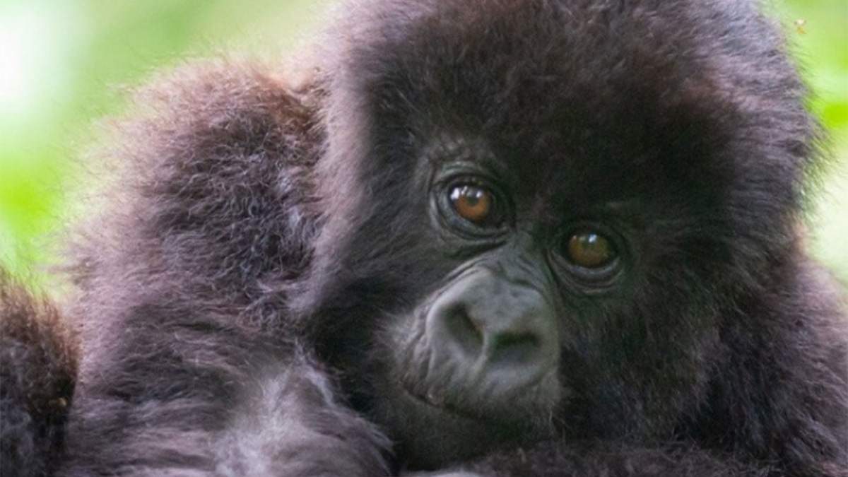 Los gorilas bebés de Ruanda.
