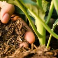 El secreto de jardinería con tus plantas que puede hacerte ahorrar miles de pesos